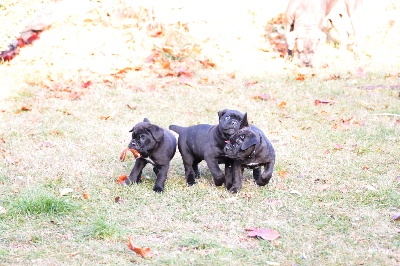 d'Haya Shvan - 1ere sortie pour les chiots de Gioia