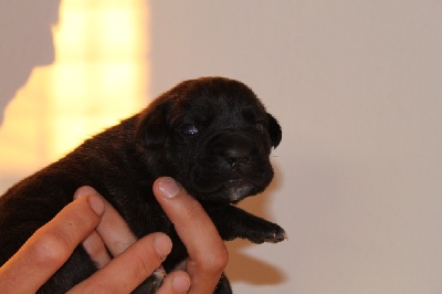 d'Haya Shvan - Nouvelles photos des chiots