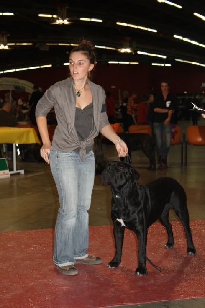 les chiens en exposition 
