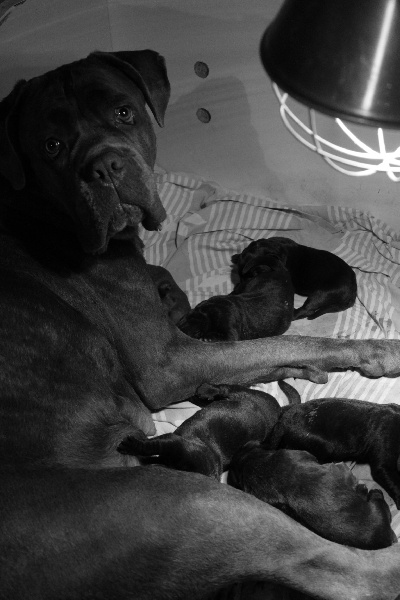 Chiots Gioia X Fangio