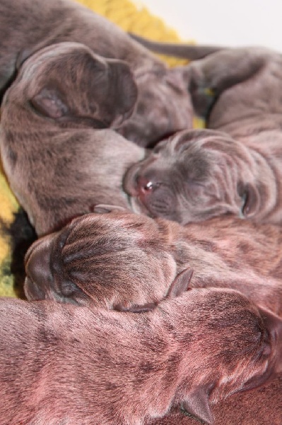 d'Haya Shvan - Cane Corso - Portée née le 27/01/2015